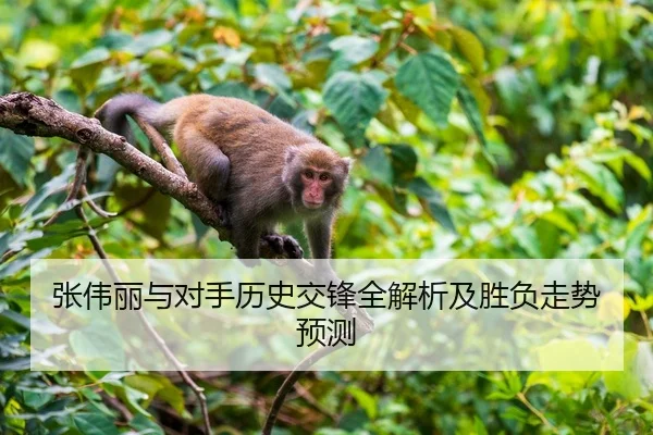 张伟丽与对手历史交锋全解析及胜负走势预测